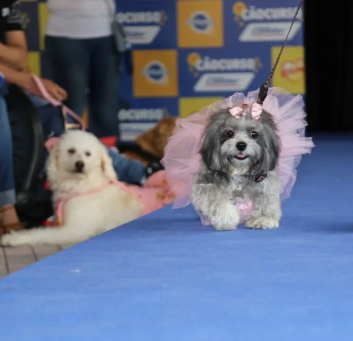 Condor realiza Cãocurso com premiação para os cãezinhos mais estilosos e simpáticos da passarela