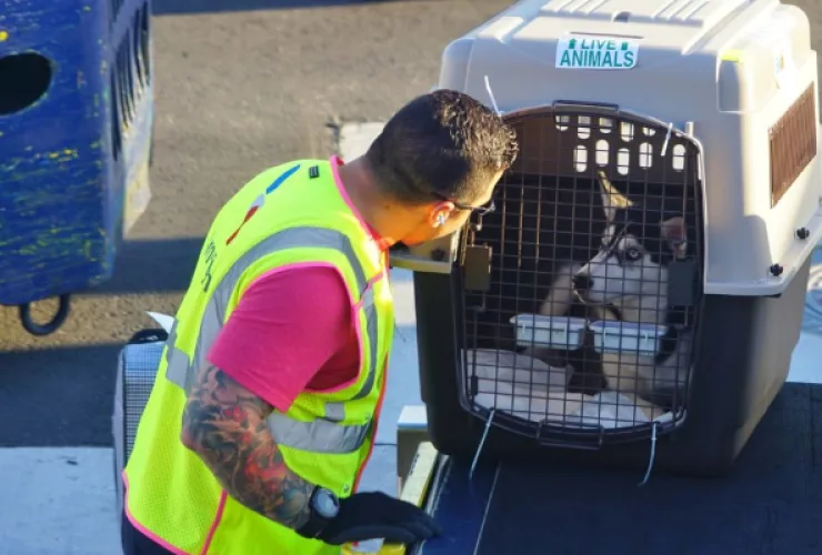 Transporte de pets: saiba como se preparar para viagens internacionais