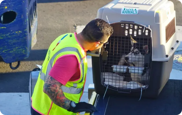 Transporte de pets: saiba como se preparar para viagens internacionais