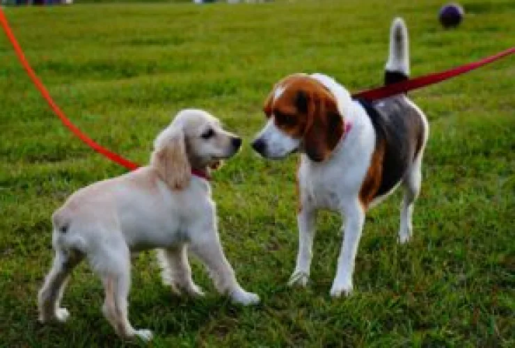 Evento de caminhada com cães no Boulevard Shopping tem 350 inscritos