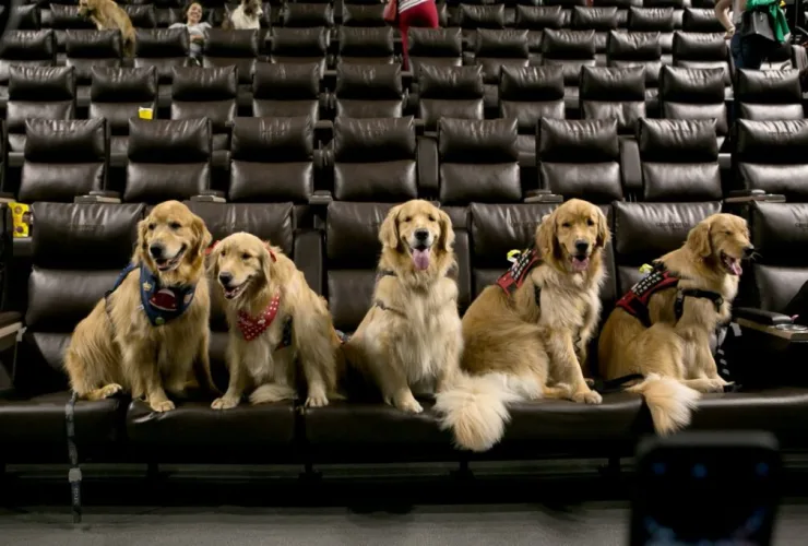 Cinema do Shopping Curitiba terá ingressos a R$ 10 e sessão pet friendly