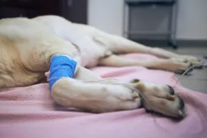 Outubro Rosa: pets também têm câncer de mama