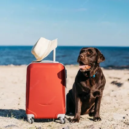 Viagem de férias com o meu pet: o que devo fazer?