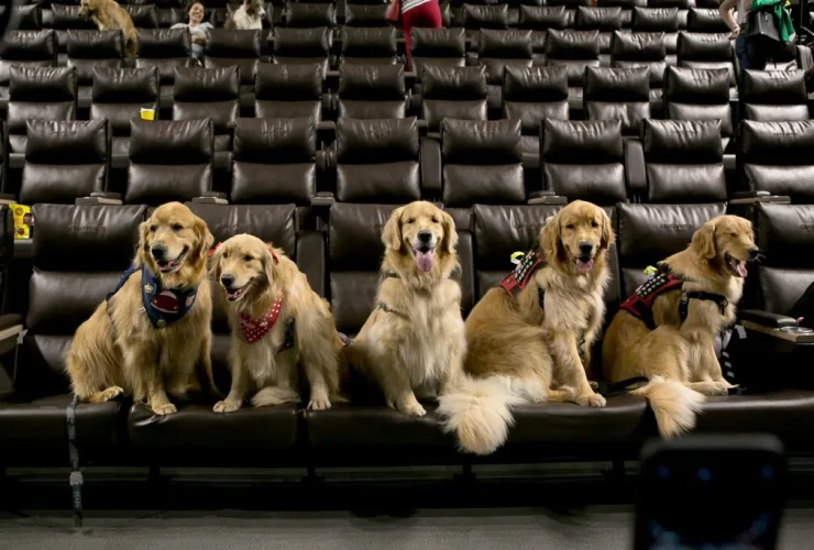 Shopping Curitiba terá sessão especial pet friendly neste sábado