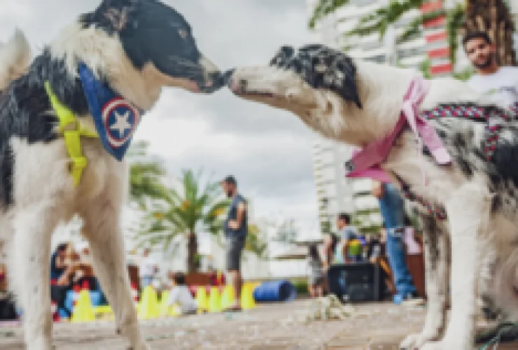 “Bloquinho Pet” vai reunir os foliões de quatro patas no Aurora Shopping