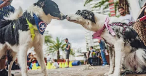 “Bloquinho Pet” vai reunir os foliões de quatro patas no Aurora Shopping
