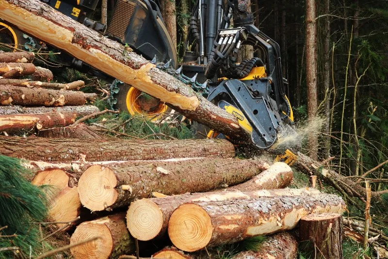 Manejo sustentável é aliado da preservação ambiental no Brasil