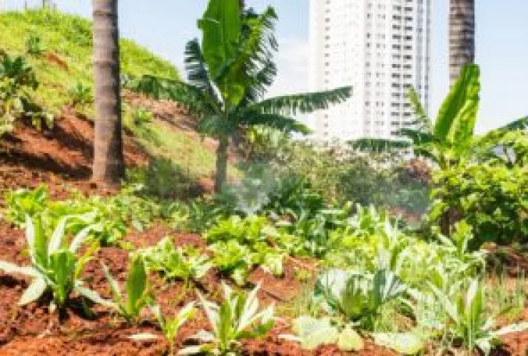 Shopping transforma resíduos orgânicos da praça de alimentação em adubo para horta própria