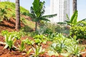 Shopping transforma resíduos orgânicos da praça de alimentação em adubo para horta própria