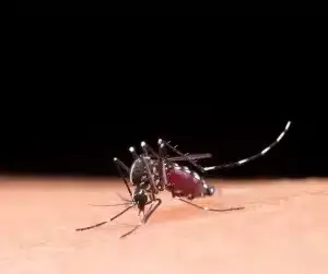 Dengue e a explosão de casos no Brasil 