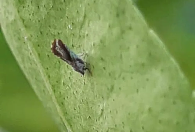 Greening no Paraná: biossoluções podem conter avanço da doença