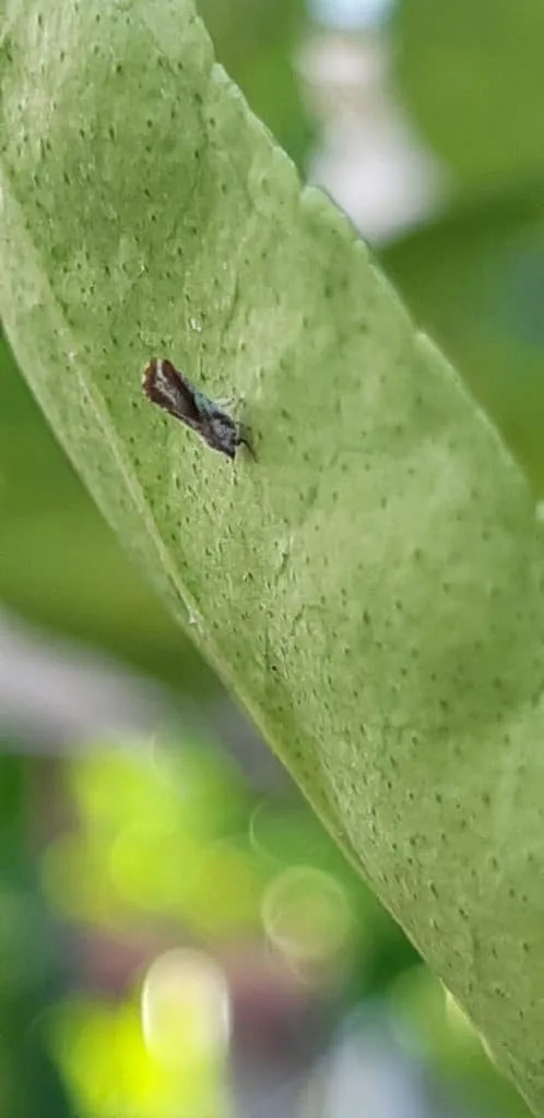 Greening no Paraná: biossoluções podem conter avanço da doença