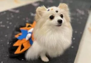 Pets na folia: Aurora Shopping promove carnaval para a turminha de quatro patas