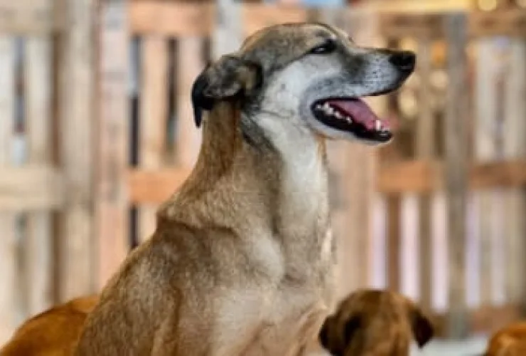 Jockey Plaza Shopping recebe feira de adoção de cachorros resgatados