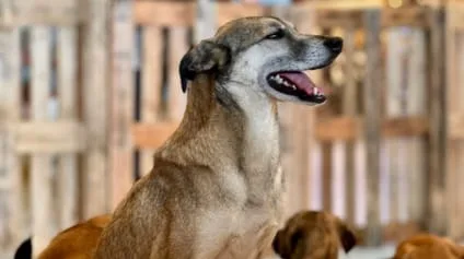 Jockey Plaza Shopping recebe feira de adoção de cachorros resgatados