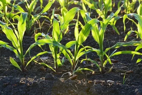 Chuvas aceleram plantio de soja e milho no Paraná, apesar da insuficiência