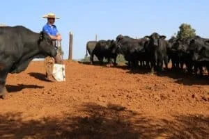 CooperAliança oferece condições vantajosas para compra de insumos a cooperados em Guarapuava