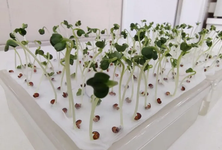 Apasem realiza inédito evento no setor de Laboratórios de Análise de Sementes