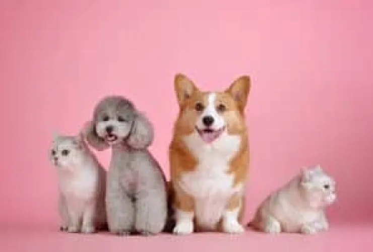 Clima quente requer cuidados especiais com os pets