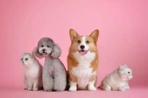 Clima quente requer cuidados especiais com os pets
