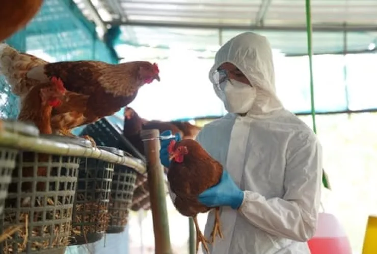 Qual o risco de a gripe aviária virar uma nova pandemia entre humanos?
