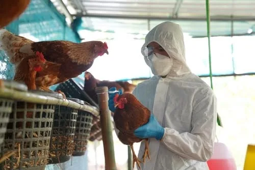 Qual o risco de a gripe aviária virar uma nova pandemia entre humanos?
