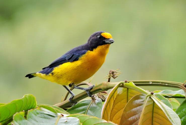 Evento de observação de aves em Antonina para todos os públicos