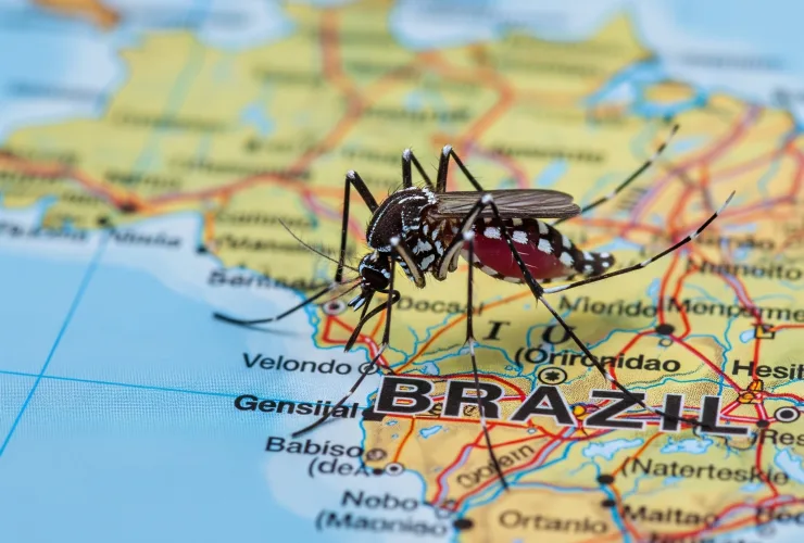 Dengue continua em alta no Brasil: apesar de queda nos registros, mortes são preocupantes em SP, PR e MG