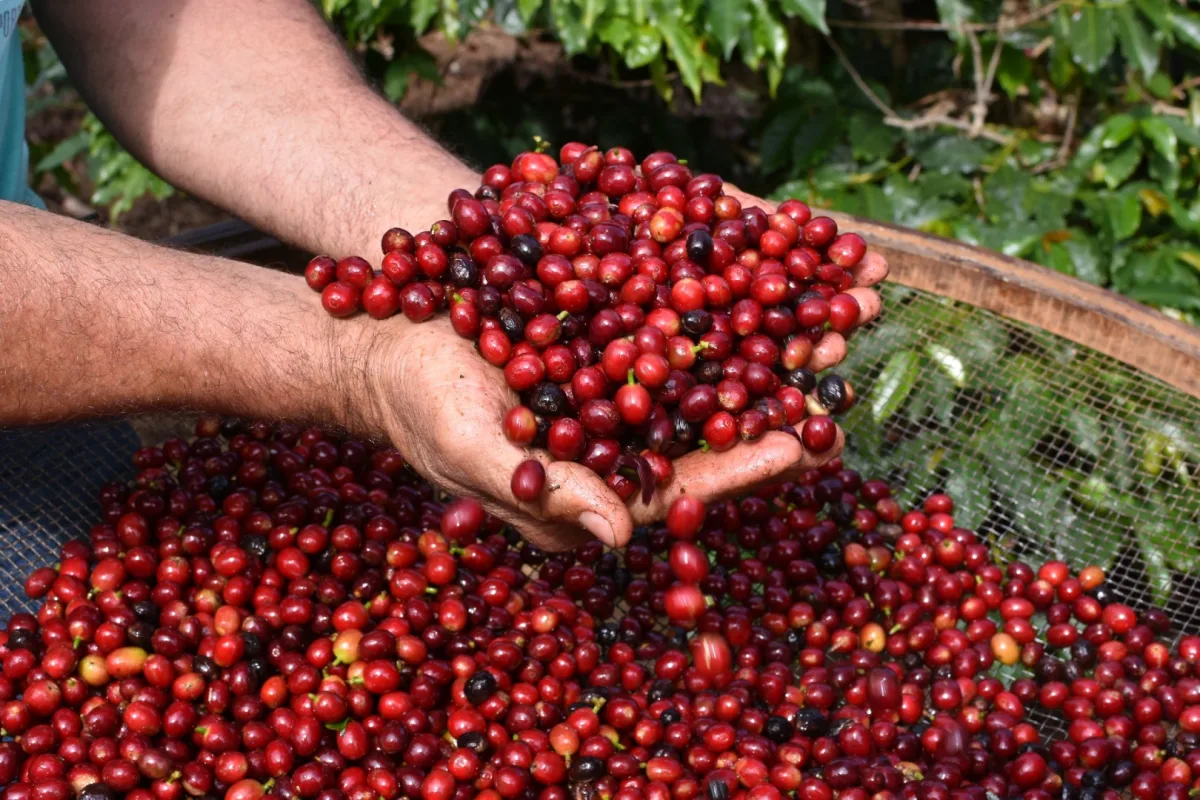 Gerson Cordeiro | Videograph Produção de café