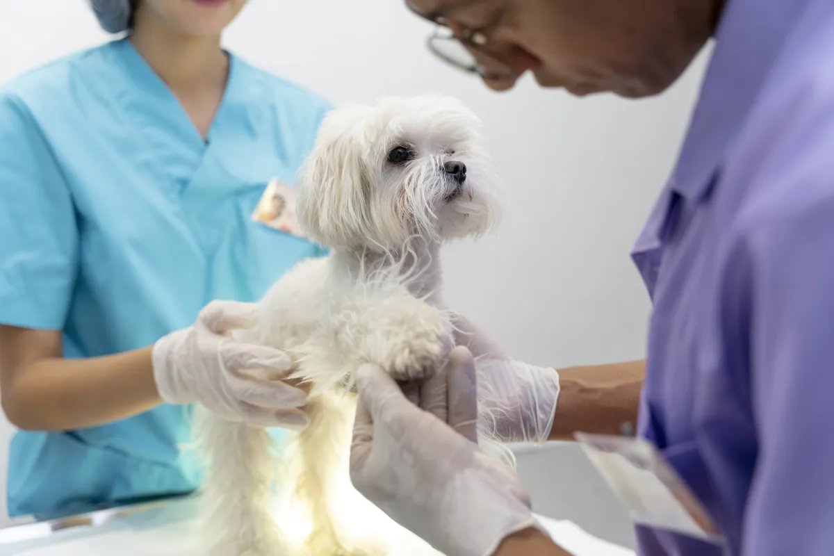 Vacinação periódica, controle de ecto e endoparasitas, manejo ambiental e visitas ao médico-veterinário são medidas preventivas para zoonoses