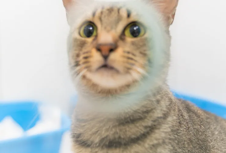 aumento do abandono animal