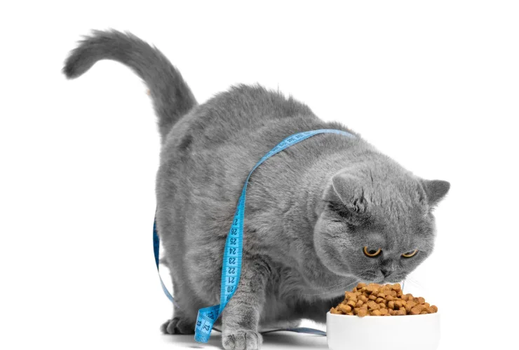 como alimentar seu pet com segurança