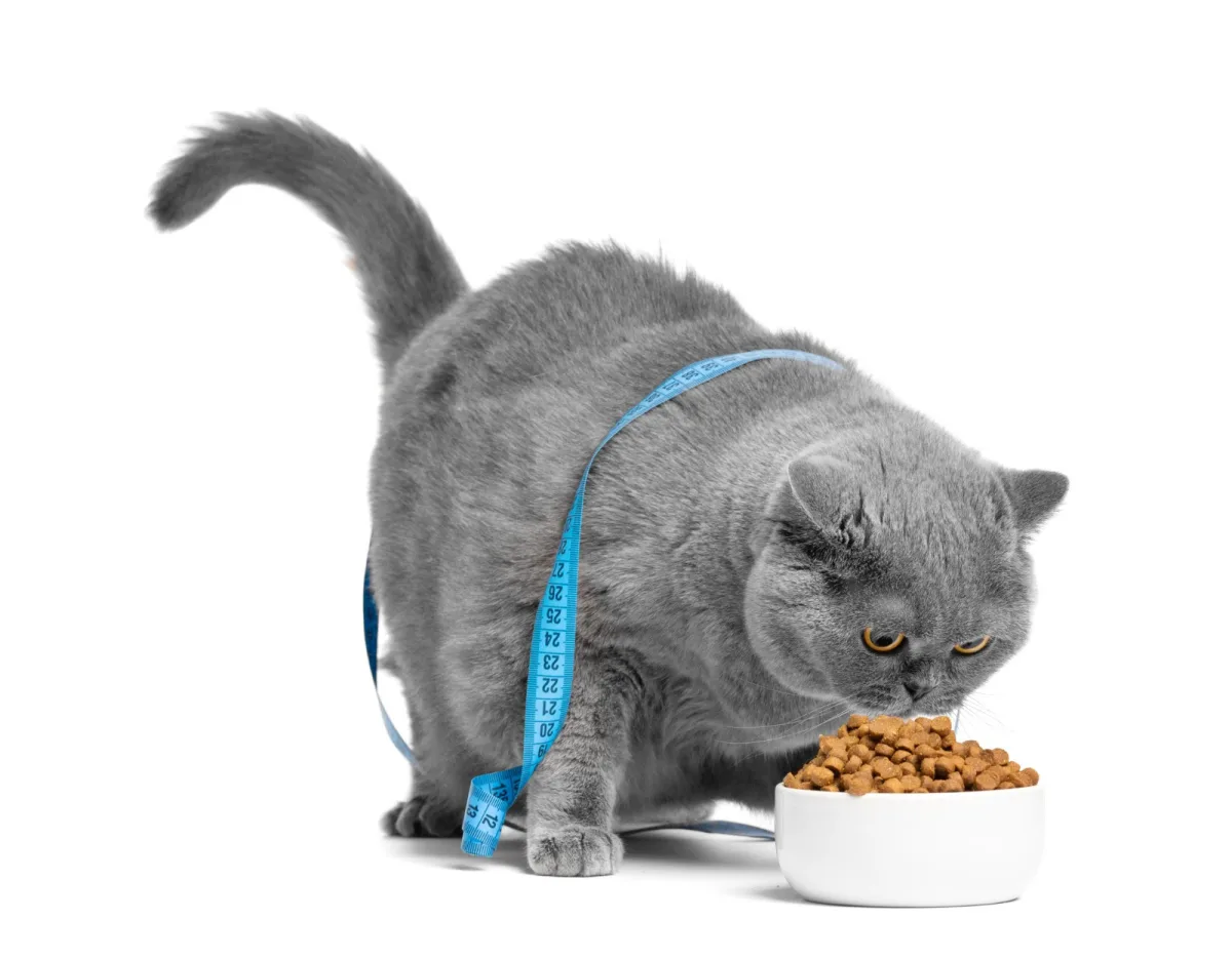 como alimentar seu pet com segurança