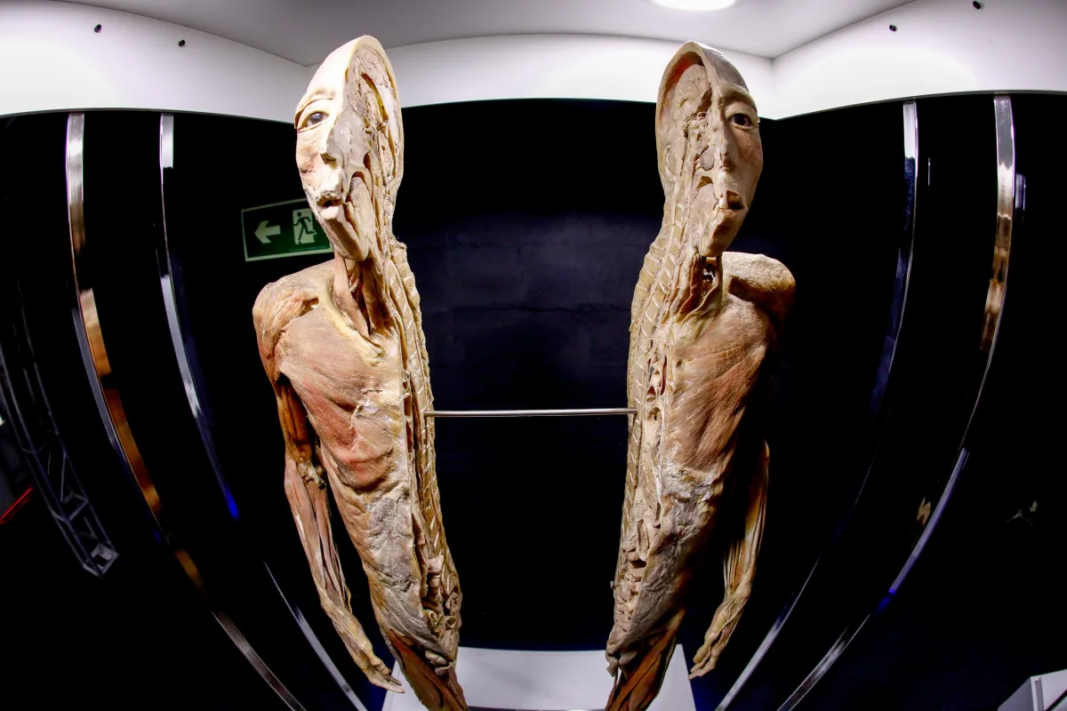 Human Bodies chega a Curitiba em 2025