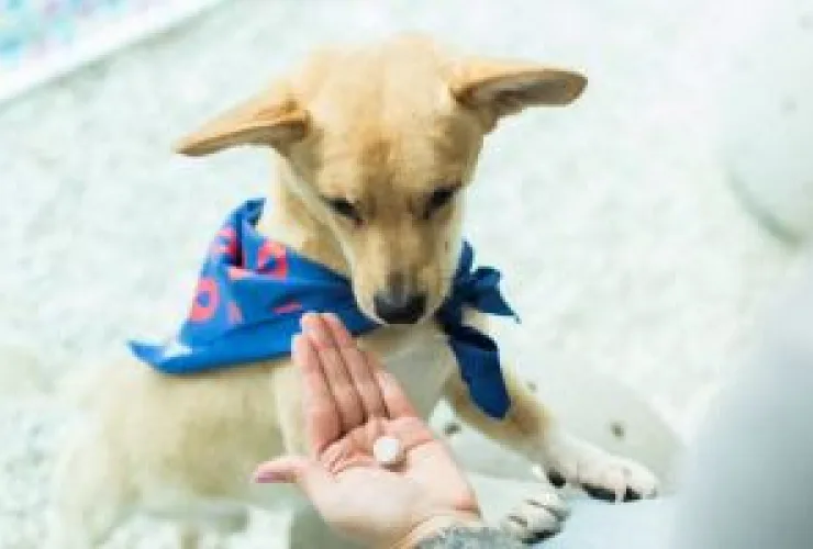 Medicamentos manipulados consideram as necessidade individuais de cada pet, o peso, a espécie e a prescrição do médico-veterinário