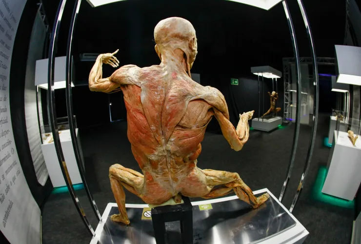 Corpo humano real preservado na exposição Human Bodies, com destaque para músculos e órgãos