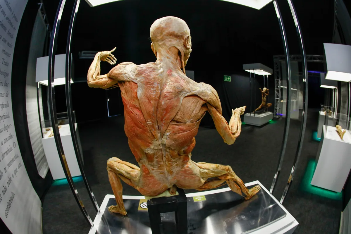 Corpo humano real preservado na exposição Human Bodies, com destaque para músculos e órgãos