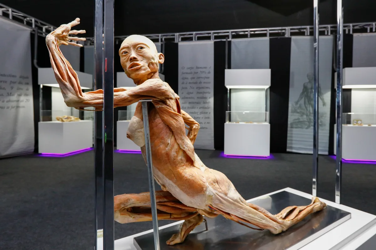 exposição Maravilhas do Corpo Humano Curitiba