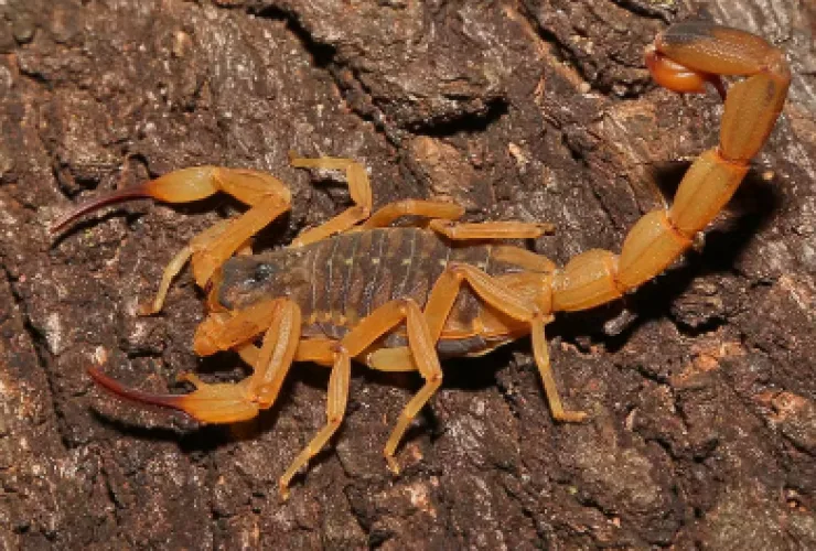 Escorpião-amarelo em ambiente urbano, exemplo de animal peçonhento que oferece risco à saúde no Paraná.