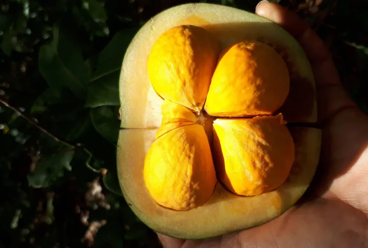 Fruto do pequi com polpa amarela exposta, alimento típico do Cerrado brasileiro, rico em antioxidantes e nutrientes.
