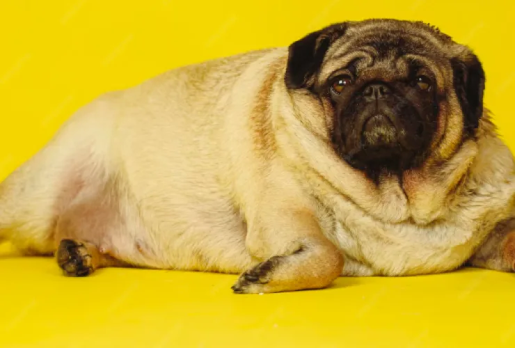 Veterinário examinando cachorro com sobrepeso