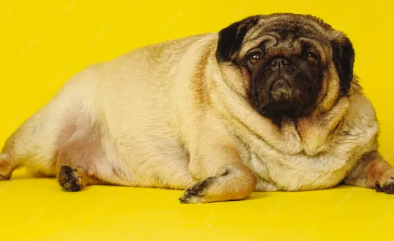 Veterinário examinando cachorro com sobrepeso