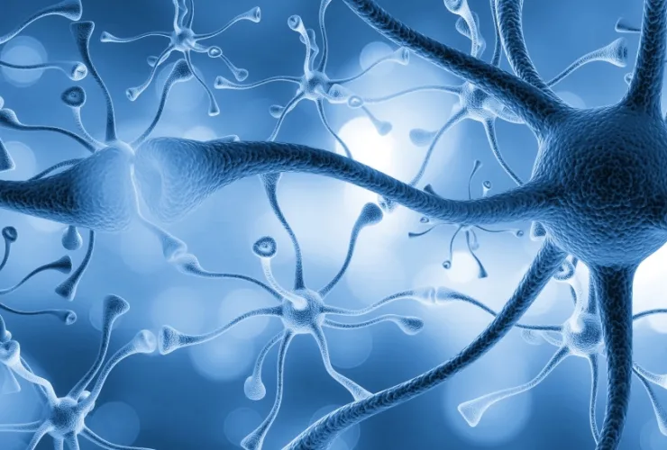 Imagem ilustrativa de um cérebro humano com áreas destacadas, representando o estudo das trajetórias do Alzheimer