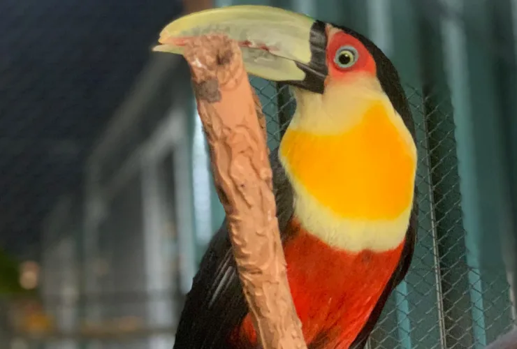 Centro de Apoio à Fauna Silvestre da UniCesumar atinge marco de mais de 1.100 animais resgatados e amparados no Paraná.