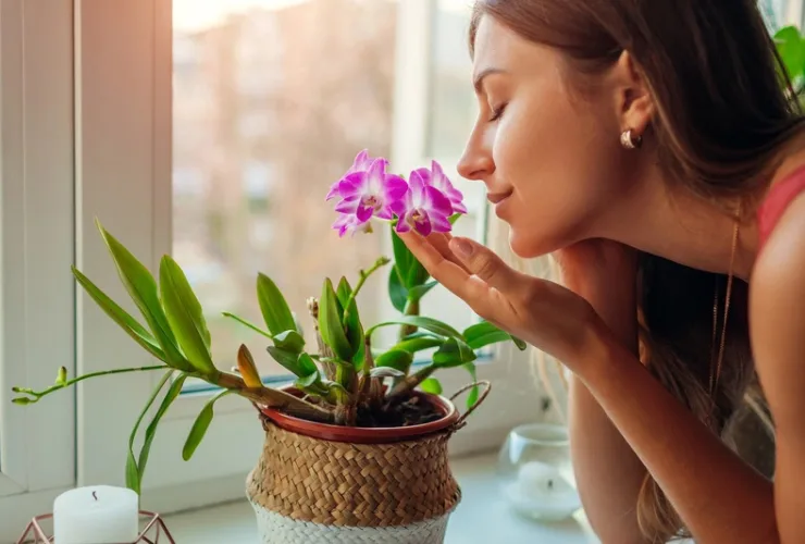 Nem todo verde faz bem: saiba quais plantas podem causar alergias dentro de casa