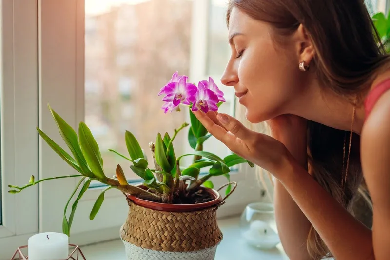 Nem todo verde faz bem: saiba quais plantas podem causar alergias dentro de casa