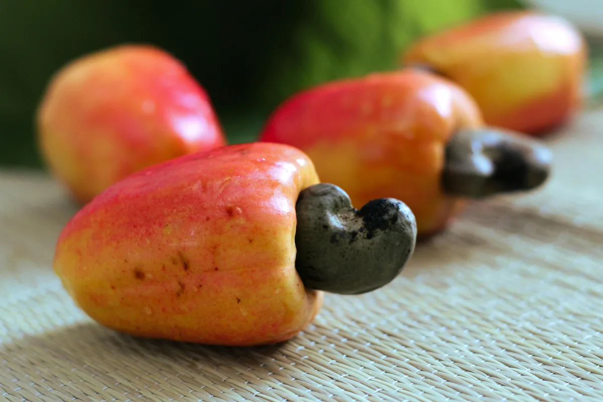 Caju e castanha sobre mesa demonstrando benefícios nutricionais e relevância agrícola do fruto