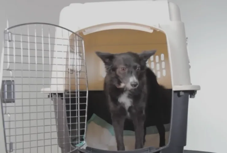 Animal de estimação em caixa de transporte para avião