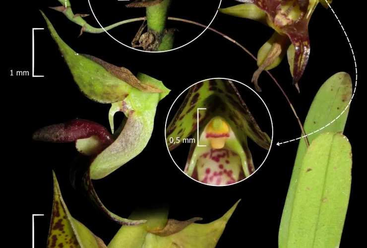 Fotografia da orquídea Bulbophyllum campos-portoi encontrada no litoral do Paraná