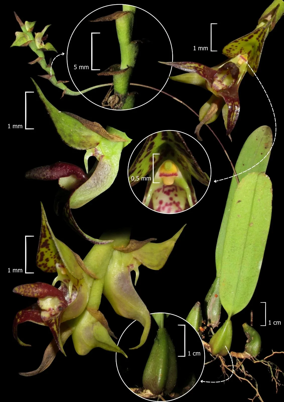 Fotografia da orquídea Bulbophyllum campos-portoi encontrada no litoral do Paraná